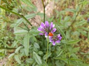 Un insecte sur une fleur